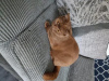 Photo №4. Je vais vendre british shorthair en ville de Davos. annonce privée - prix - 300€