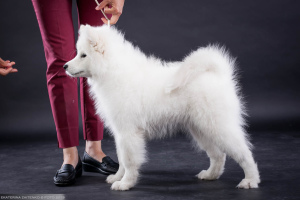 Photos supplémentaires: Samoyed. Garçon intelligent