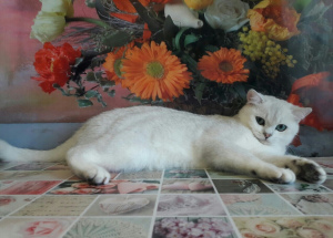 Photo №4. Je vais vendre british shorthair en ville de Donetsk. annonce privée, de la fourrière, éleveur - prix - 331€