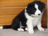 Photo №1. border collie - à vendre en ville de Tegernsee | 350€ | Annonce №119005