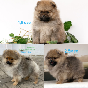 Photo №4. Je vais vendre spitz nain en ville de Gomel. annonce privée - prix - négocié