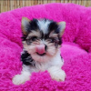 Photo №1. yorkshire terrier - à vendre en ville de Flensburg | négocié | Annonce №121641