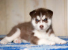 Photo №4. Je vais vendre husky de sibérie en ville de Voronezh. éleveur - prix - 399€