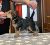 Photos supplémentaires: Chiots Lakeland Terrier