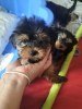 Photos supplémentaires: beaux petits chiots Yorkshire Terrier mâles et femelles à vendre
