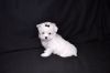 Photo №4. Je vais vendre bichon maltais en ville de Berlin.  - prix - négocié