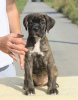 Photo №1. cane corso - à vendre en ville de Vršac | négocié | Annonce №71633