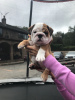 Photo №2 de l'annonce № 100504 de la vente bulldog anglais - acheter à Allemagne annonce privée