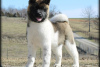 Photo №4. Je vais vendre akita (chien) en ville de Texas City.  - prix - Gratuit