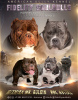 Photo №2 de l'annonce № 13989 de la vente chien bâtard - acheter à Fédération de Russie de la fourrière