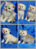 Photo №2 de l'annonce № 52263 de la vente chat chinchilla - acheter à Biélorussie annonce privée
