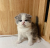 Photo №2 de l'annonce № 100121 de la vente scottish fold - acheter à USA annonce privée