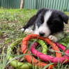 Photo №2 de l'annonce № 47505 de la vente border collie - acheter à L'Autriche annonce privée