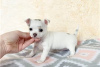 Photo №3. Adorables chiots Chihuahua en adoption gratuite. Allemagne