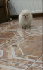 Photo №4. Je vais vendre spitz nain en ville de Штутгарт. annonce privée - prix - 360€