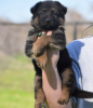 Photos supplémentaires: Entzückende deutsche Schäferhund-Welpen stehen zur Adoption zur Verfügung