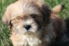 Photo №2 de l'annonce № 126953 de la vente lhassa apso - acheter à Allemagne annonce privée