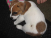 Photo №3. Chiots Jack Russel. Lituanie