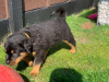 Photo №3. Chiots Rottweiler. Allemagne