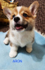 Photo №1. welsh corgi - à vendre en ville de Валево | négocié | Annonce №115204