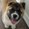 Photo №2 de l'annonce № 99086 de la vente akita (chien) - acheter à USA annonce privée, éleveur