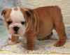 Photo №1. bulldog anglais - à vendre en ville de Prague | Gratuit | Annonce №124135