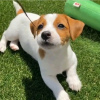 Photo №3. Beaux chiots Jack Russell miniatures Business WhatsApp 37256062792. La finlande