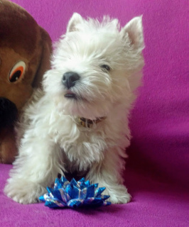 Photo №2 de l'annonce № 5987 de la vente west highland white terrier - acheter à Ukraine de la fourrière