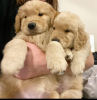 Photo №1. golden retriever - à vendre en ville de Эспоо | négocié | Annonce №123598