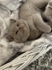 Photo №2 de l'annonce № 108599 de la vente british shorthair - acheter à Allemagne annonce privée, de la fourrière, de l'abri, éleveur