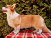 Photos supplémentaires: Chiot Welsh Corgi Pembroke