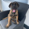 Photo №1. cane corso - à vendre en ville de Роттердам | 600€ | Annonce №119548