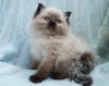 Photo №1. ragdoll - à vendre en ville de Cologne | Gratuit | Annonce № 101597