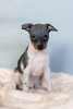 Photo №1. american hairless terrier - à vendre en ville de Klaipėda | négocié | Annonce №50214