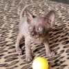 Photo №1. sphynx - à vendre en ville de Hamilton | négocié | Annonce № 89021