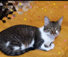 Photo №3. Le charmant chat gris Tigrusha est à la recherche d'un foyer et d'une famille. Biélorussie