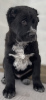 Photos supplémentaires: Alabai Asie centrale chien de berger chenil Nurdzhakhan