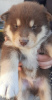 Photo №2 de l'annonce № 73385 de la vente chien bâtard - acheter à Fédération de Russie annonce privée