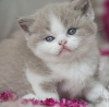 Photo №2 de l'annonce № 101698 de la vente british shorthair - acheter à Allemagne annonce privée