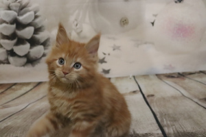 Photo №1. maine coon - à vendre en ville de Novosibirsk | Négocié | Annonce № 1633