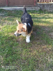 Photo №3. Corgi gallois Pembroke. Serbie