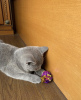 Photo №4. Je vais vendre british shorthair en ville de Munich. annonce privée, éleveur - prix - 255€