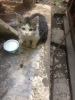 Photo №3. Petit chaton blanc et gris moelleux dans la rue. Fédération de Russie
