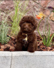 Photo №3. Adorables chiots Cavachon. Allemagne