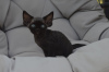 Photo №1. devon rex - à vendre en ville de Мадрид | 400€ | Annonce № 119942