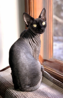 Photo №2 de l'annonce № 5718 de la vente devon rex - acheter à Ukraine de la fourrière, éleveur