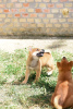 Photos supplémentaires: Chiots Shiba Inu