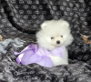 Photo №4. Je vais vendre spitz nain en ville de Oulu. annonce privée - prix - 331€