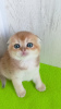 Photo №1. chat chinchilla - à vendre en ville de Карловка | 600€ | Annonce № 65601