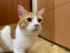 Photos supplémentaires: Le merveilleux chat roux Bonechka est à la recherche d'un foyer et d'une famille